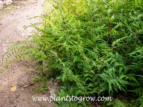 Branford Rambler Fern (Athyrium)
this illustrates the rambling, ground cover habit of the plant.